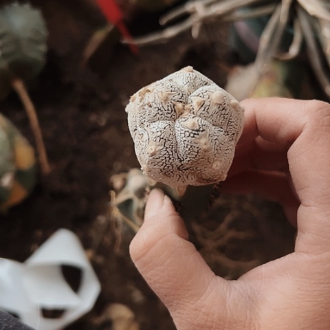 2363嗯中仙人球的