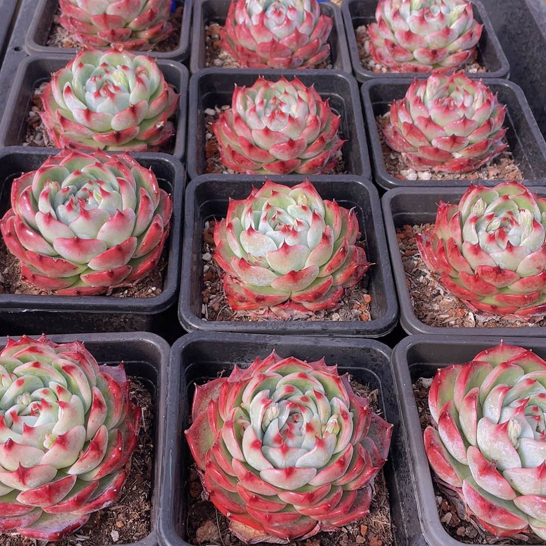 量拍123号 惊鸿娃娃大单头一个