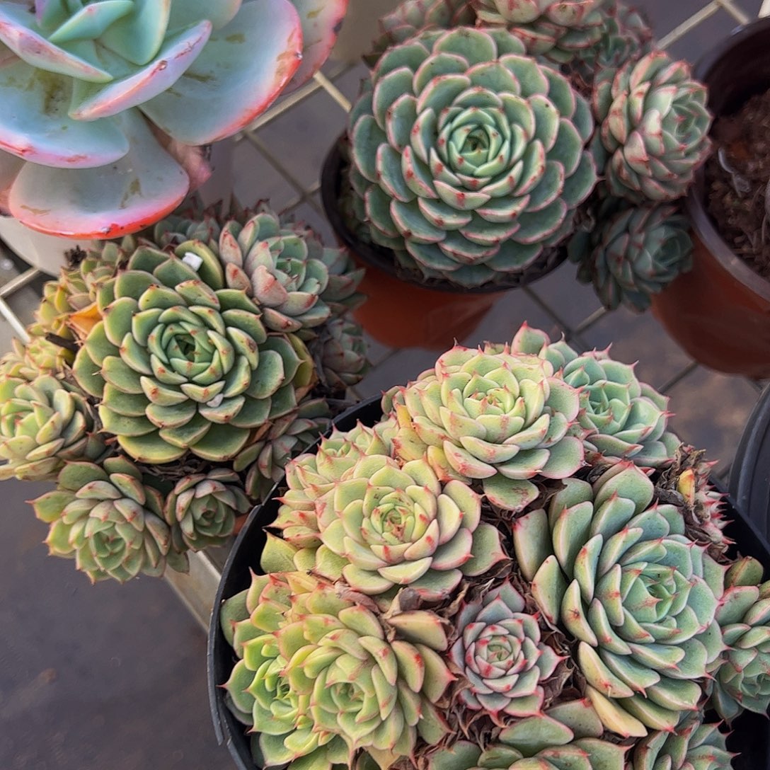 苯巴蒂斯多头造型精品二盆