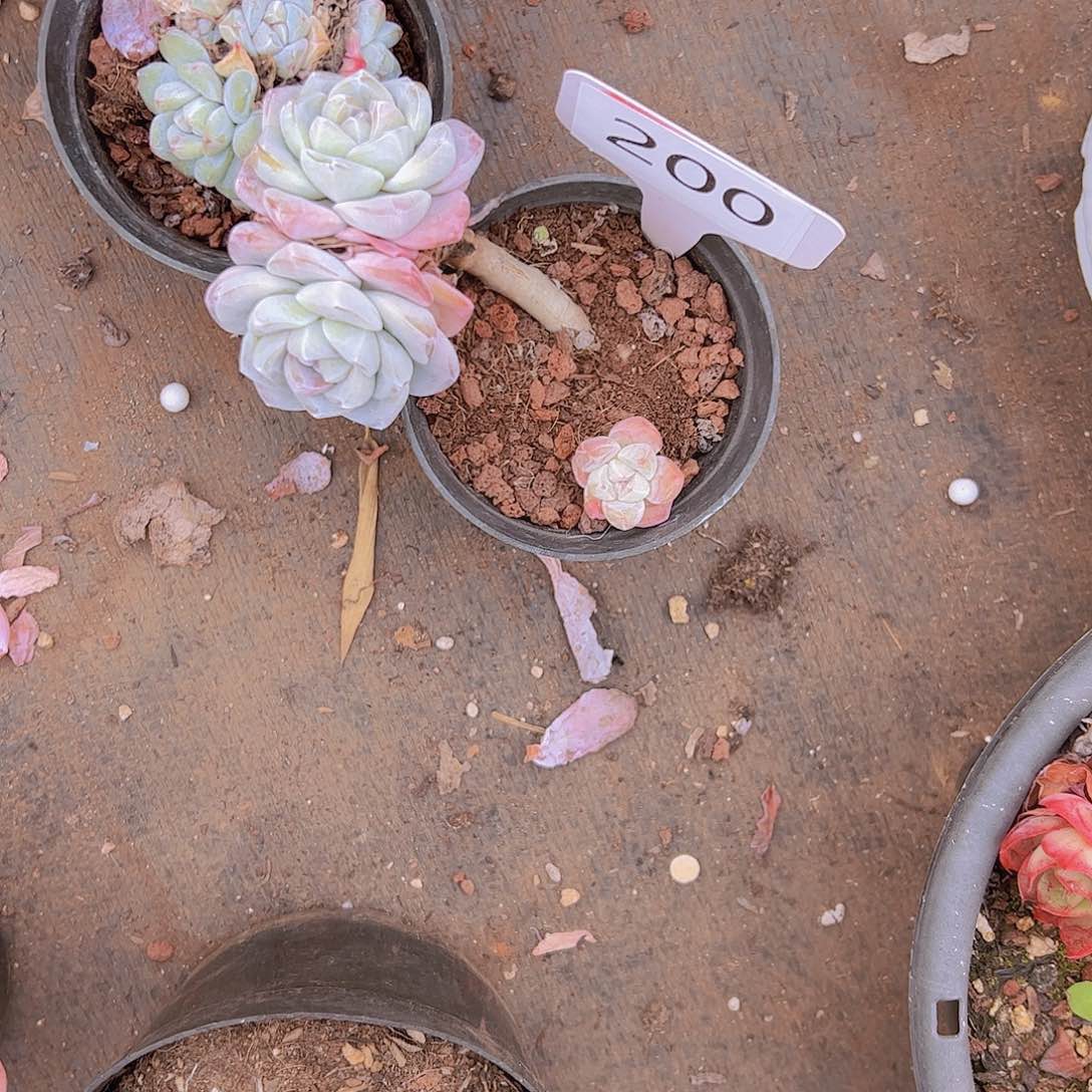 用****3200冰玉嫁接20不售后