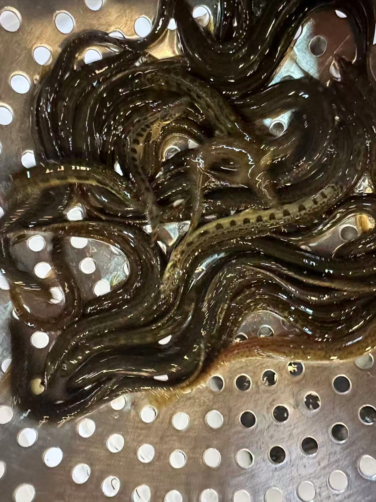 东北黑泥鳅和扁担沟新鲜美味(活体发货 保鲜不保活)2斤冰鲜包邮