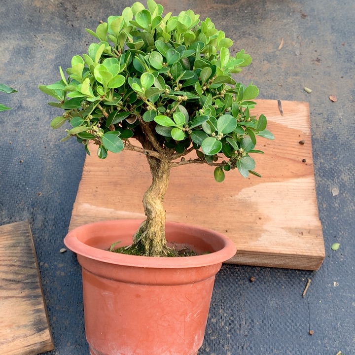 不开花植物黄杨1盆