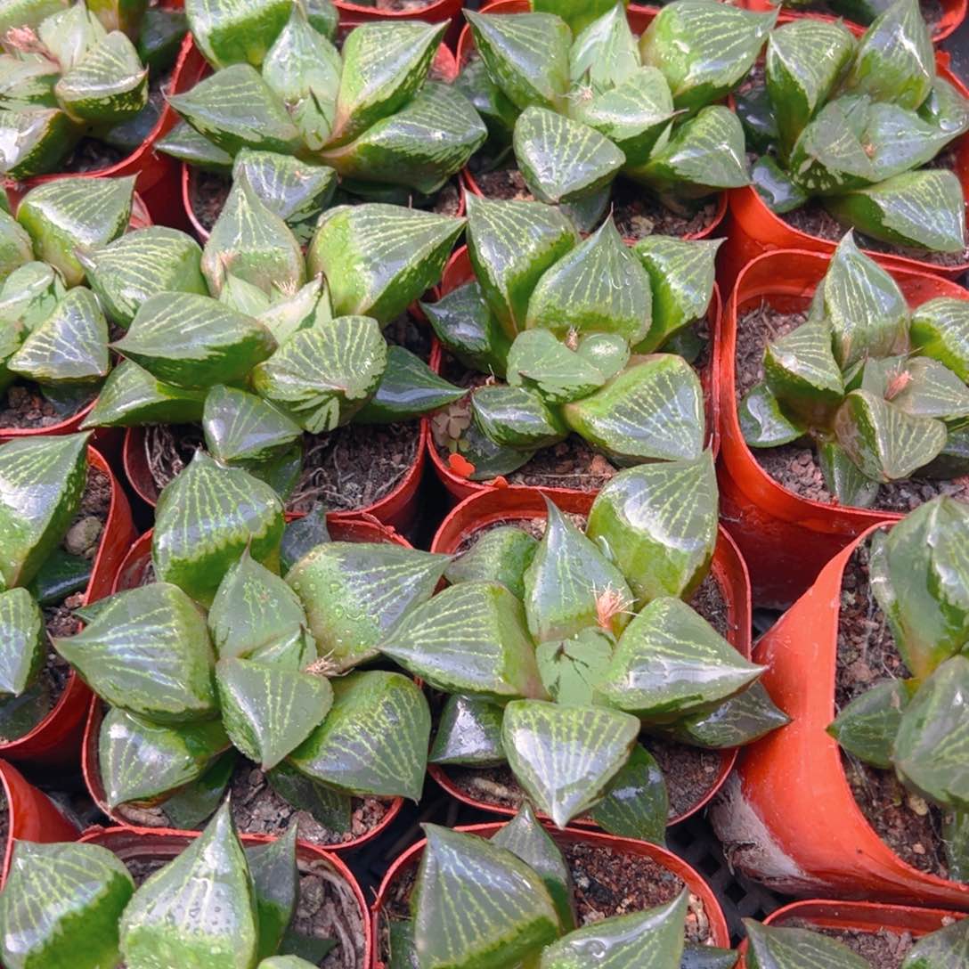 裹班若玉露多肉多肉一颗