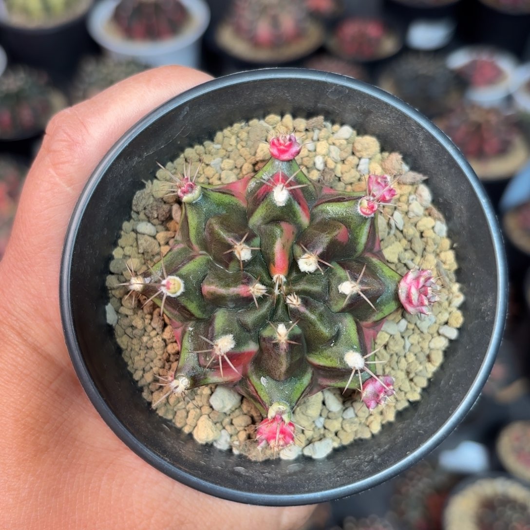 泰系米哈母本仙人球