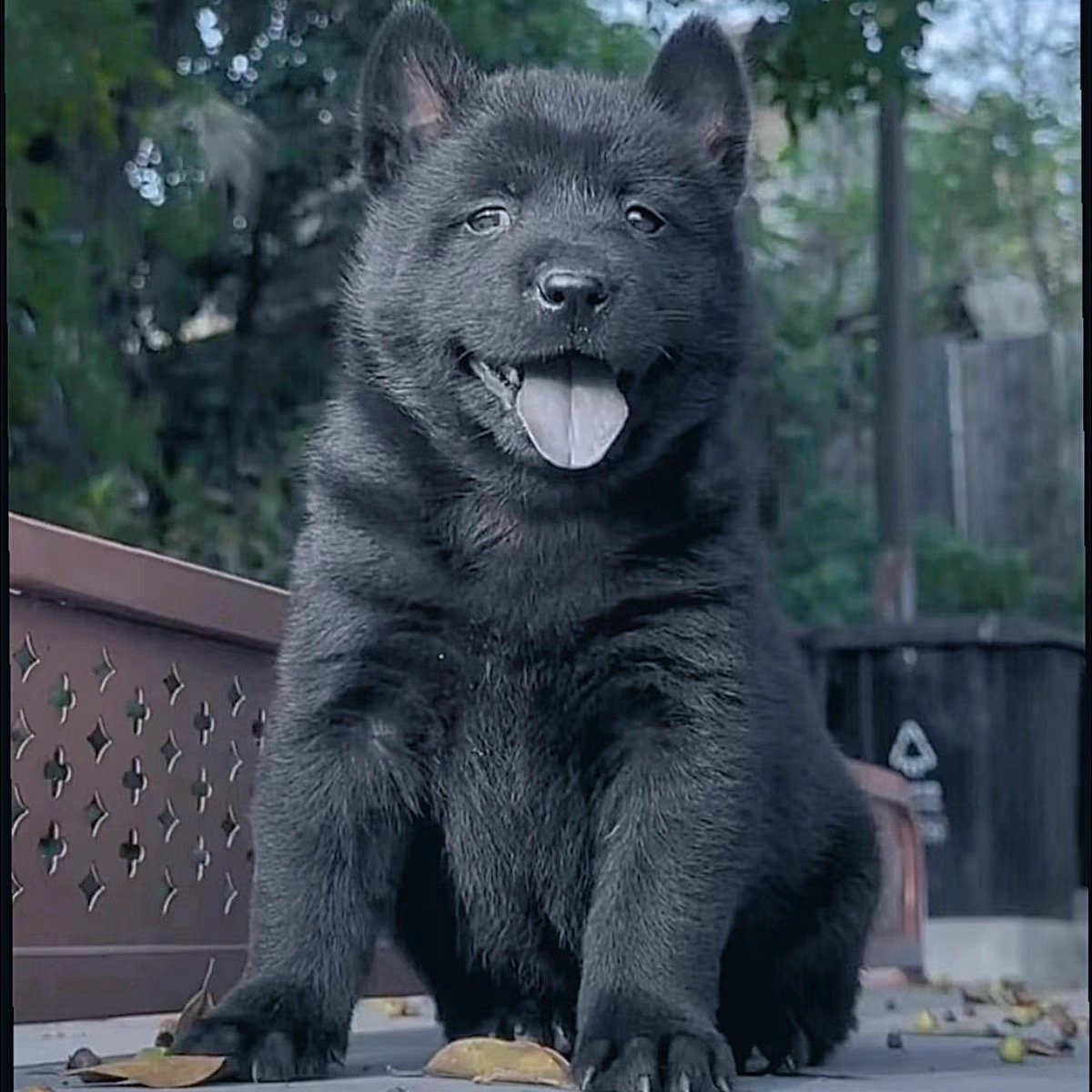 【醴陵武吉犬类俱乐部】五黑犬宠物（一物一拍）活体狗狗