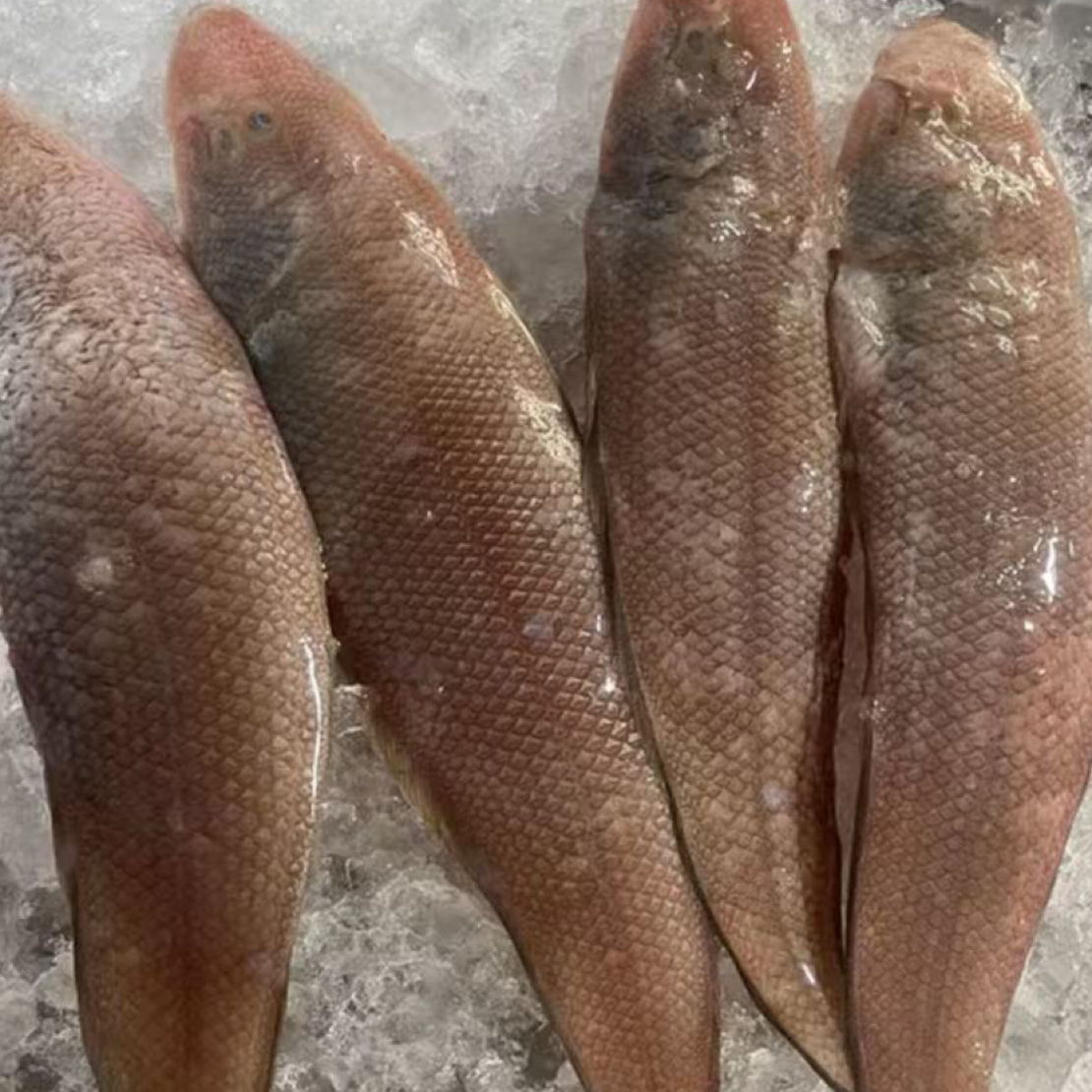 广东新鲜龙利鱼肉质鲜嫩速冻海鱼清蒸煎焖美味