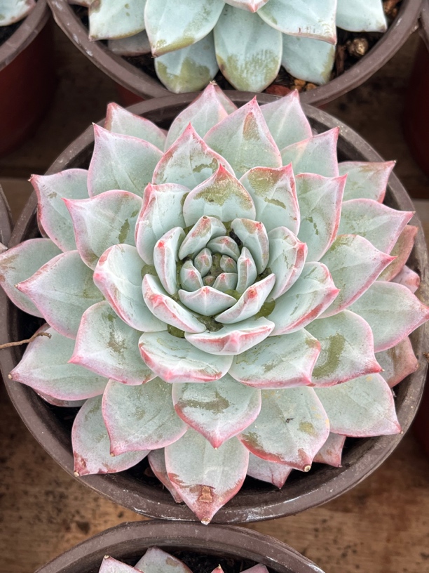 【任意下单即包邮】粉蓝鸟8-9厘米多肉植物，脱土发货