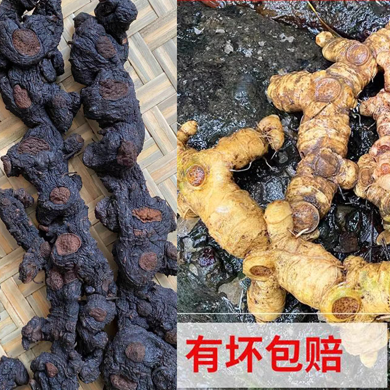 仙人余粮   整根发 可搭配黄芪泡水