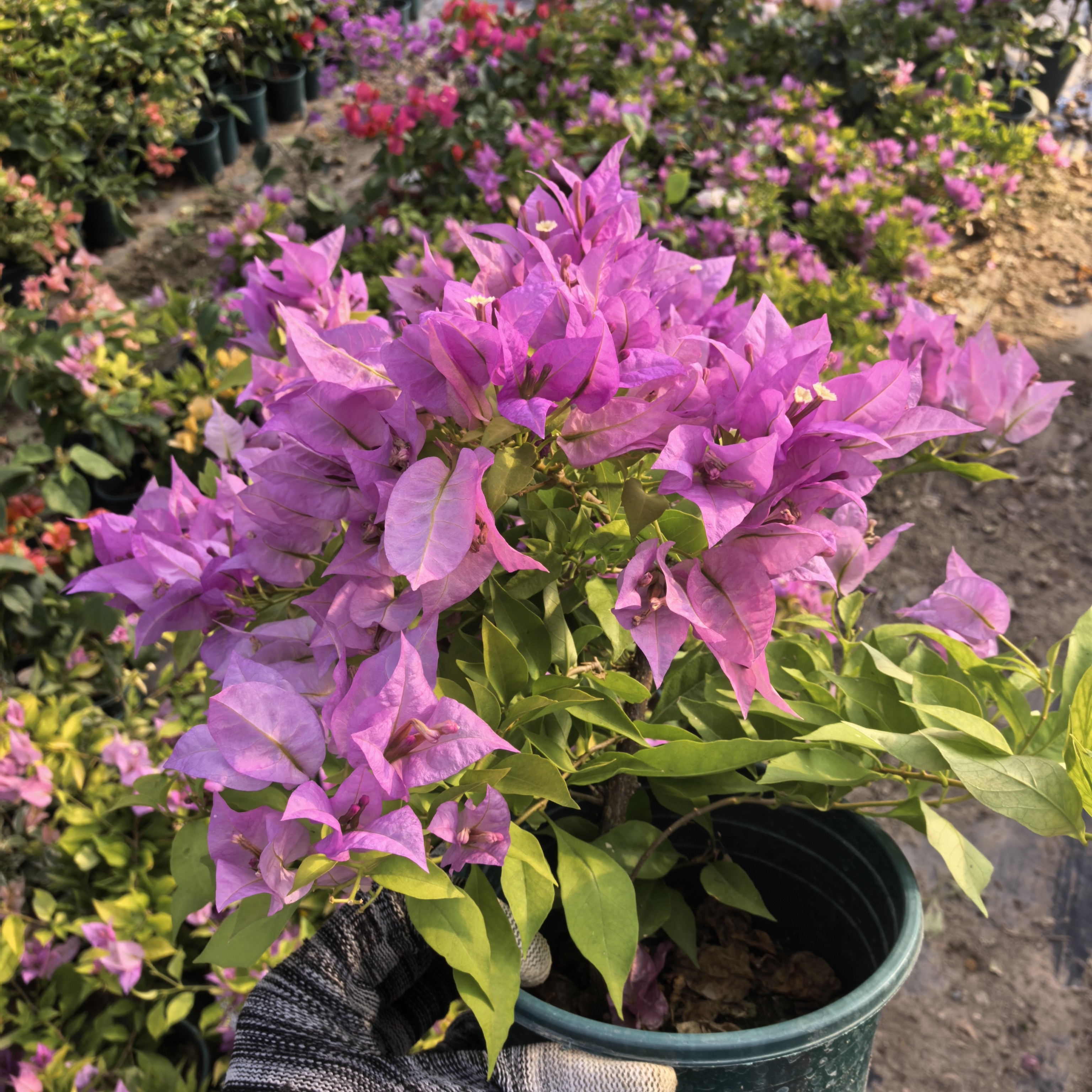 【一物一拍】三角梅原生苗 不售后，介意勿拍