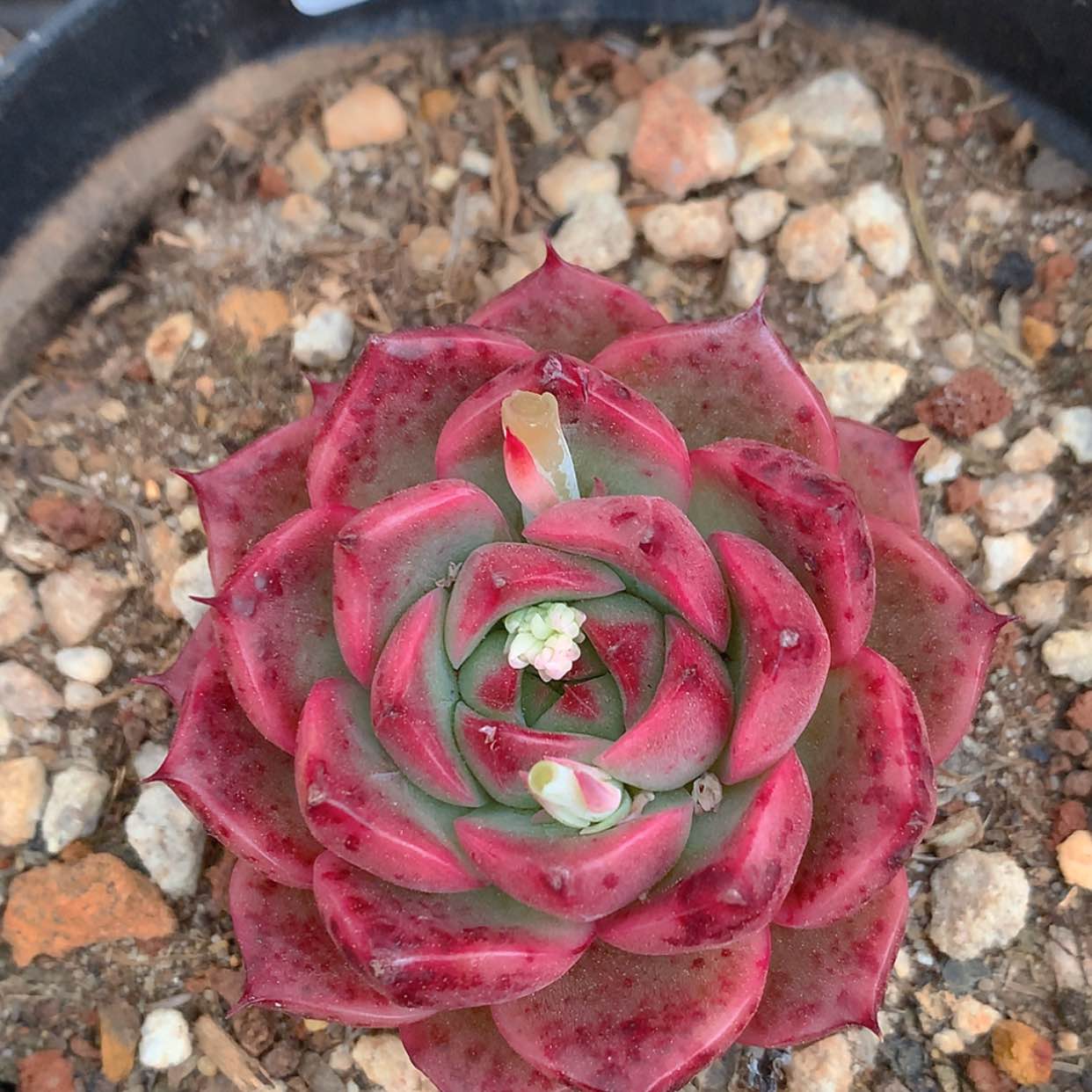 【闪购商品】云73号