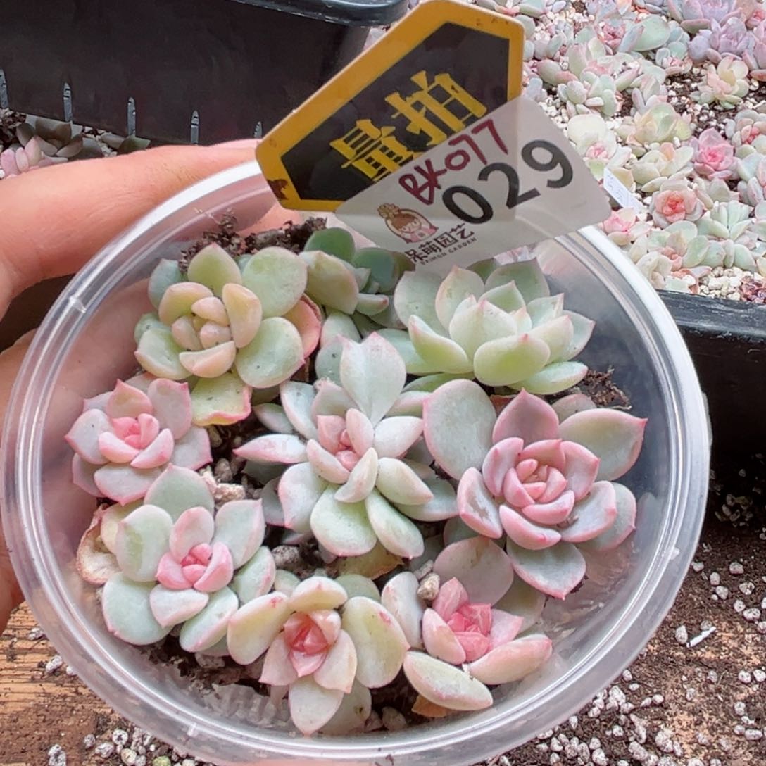 多肉植物多肉植物