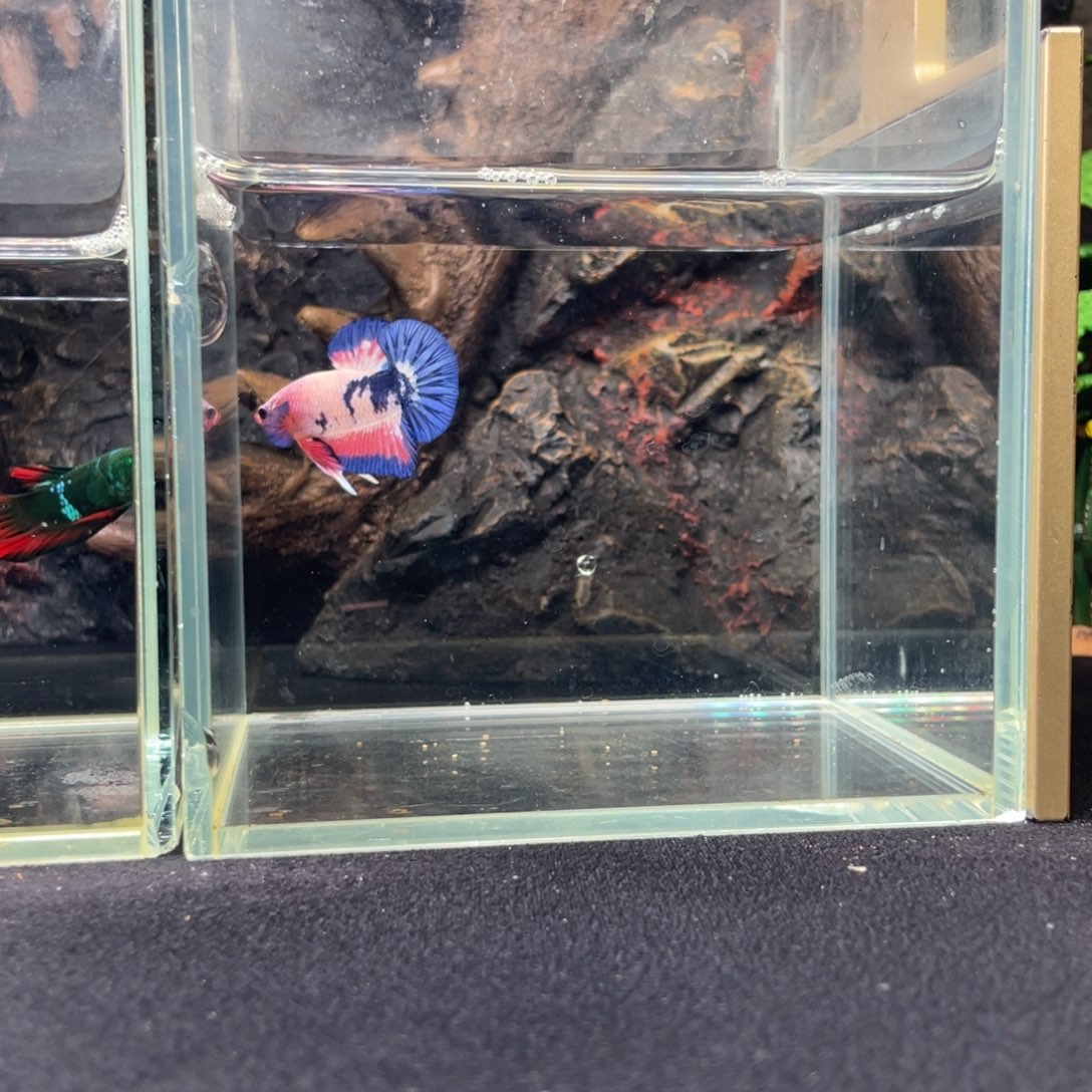 斗鱼十一月十五日竞价