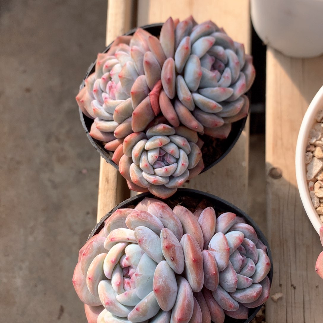 石榴籽星影两颗一起