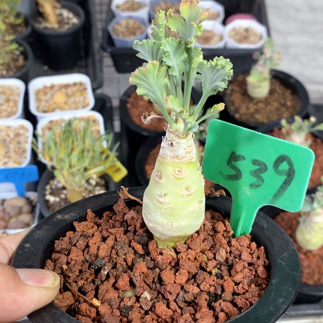 奇连克洋葵多肉一个