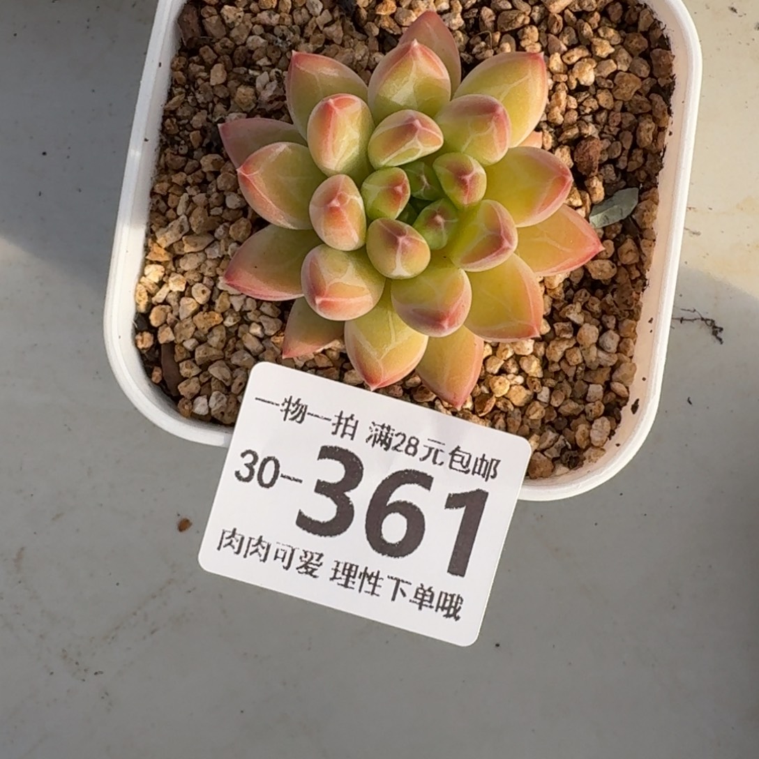 胖体青花瓷无盆土发货无盆