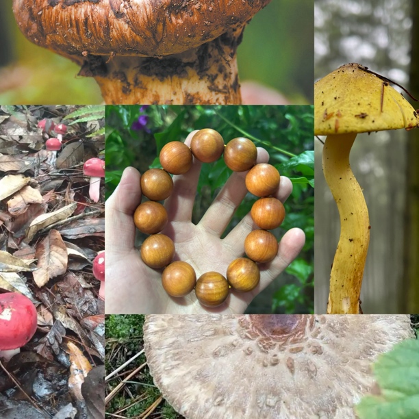 【土特产菇509】净含量46g