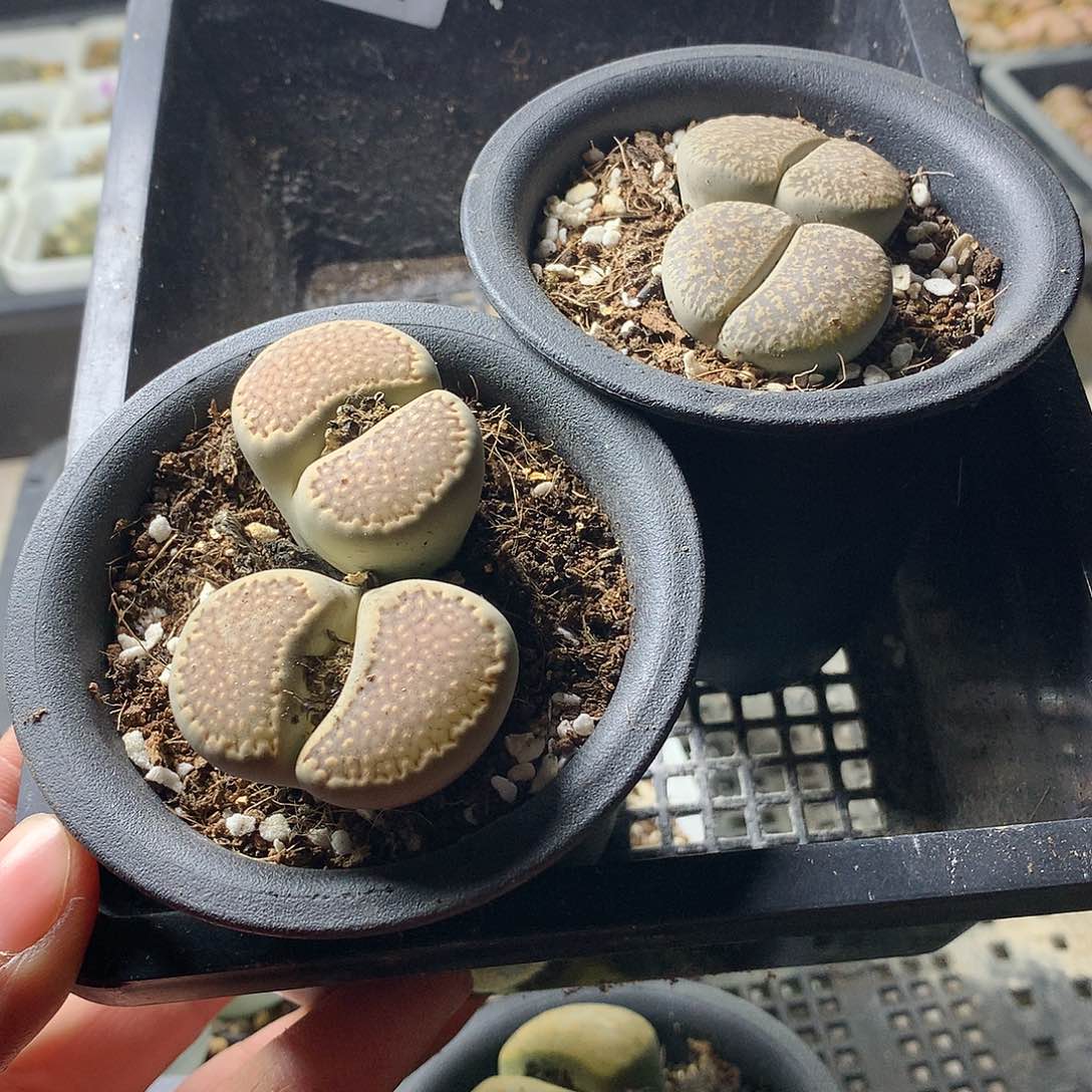 小**飞E394多肉植物保护研究所