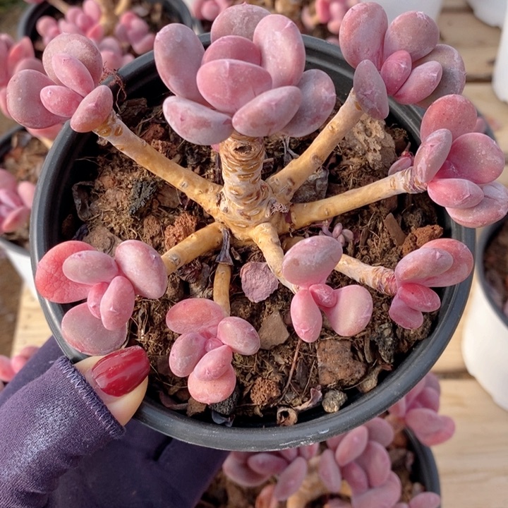 灰姑娘 韩货精品