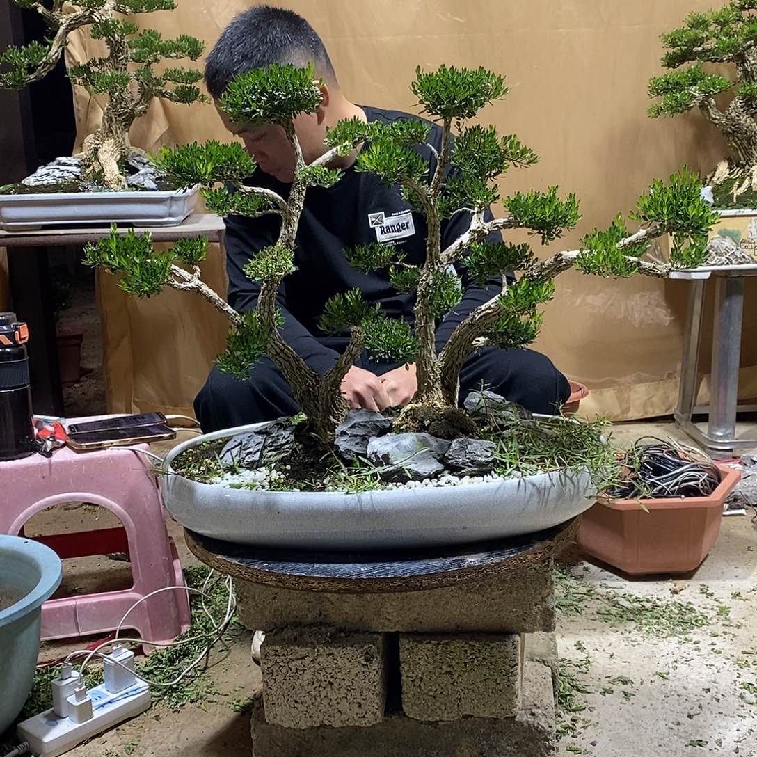 当前无花朵，栽培后可花朵