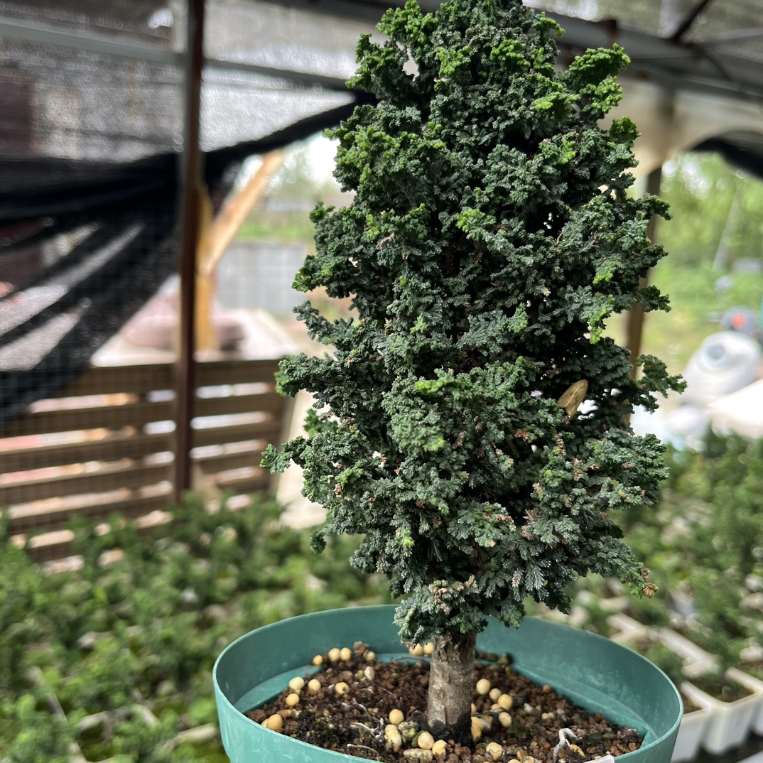 原盆进口石化桧，老度十足，叶性紧凑，价格美丽！