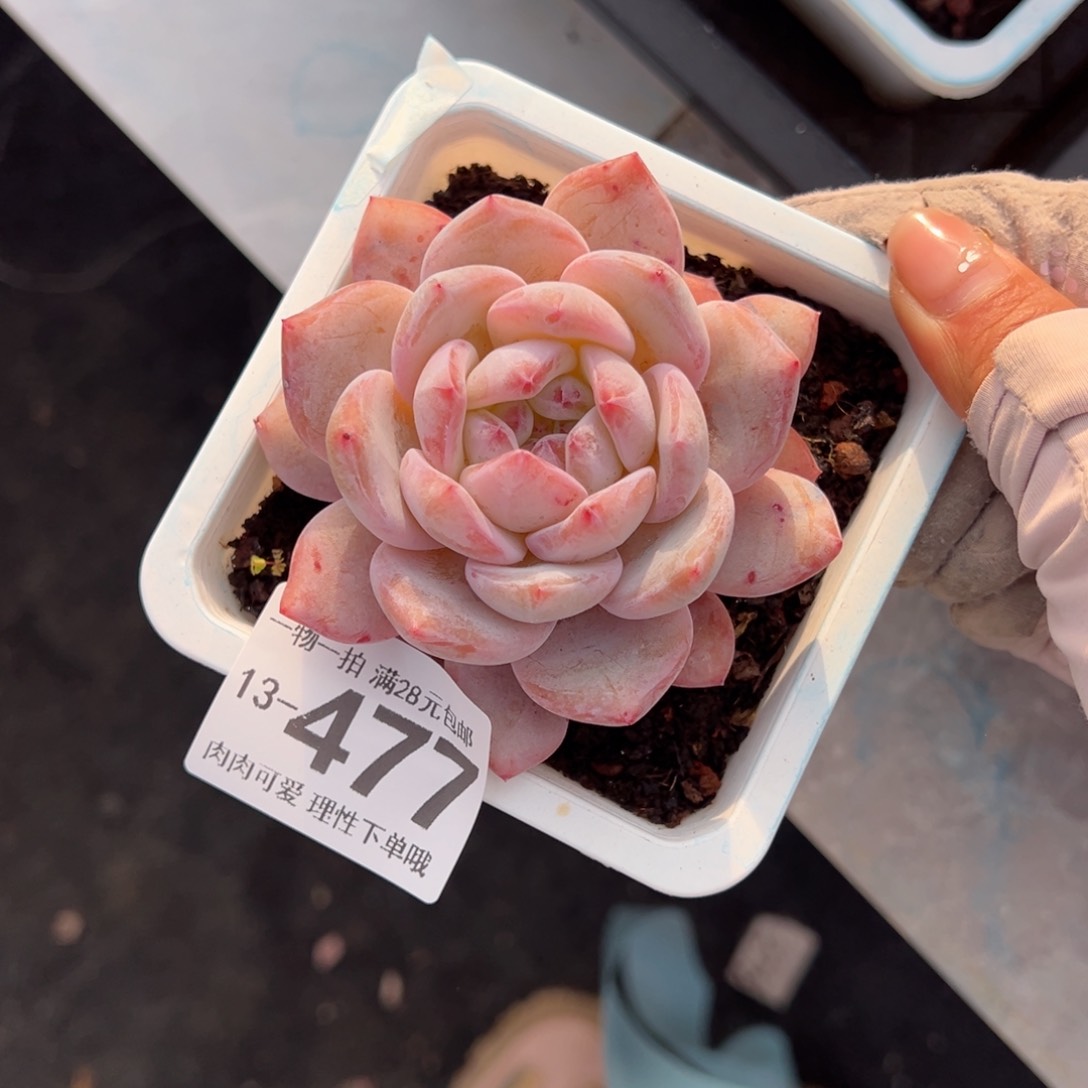 橙梦露多肉多肉多肉多肉