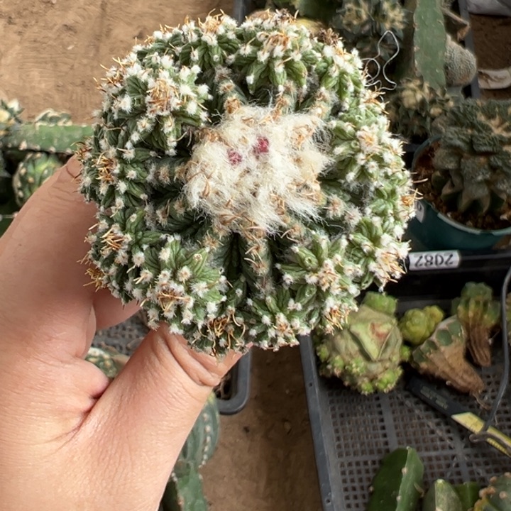 老花笼仙人球2069号