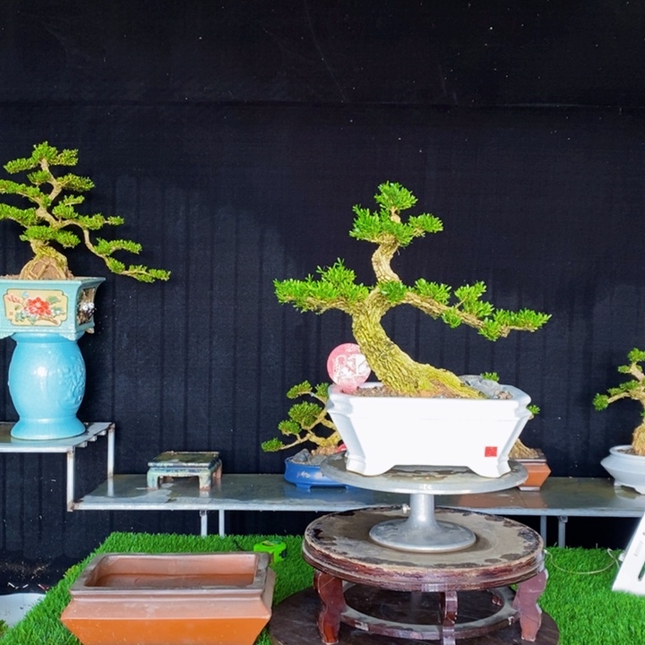 无花朵广东皱皮雀舌黄杨