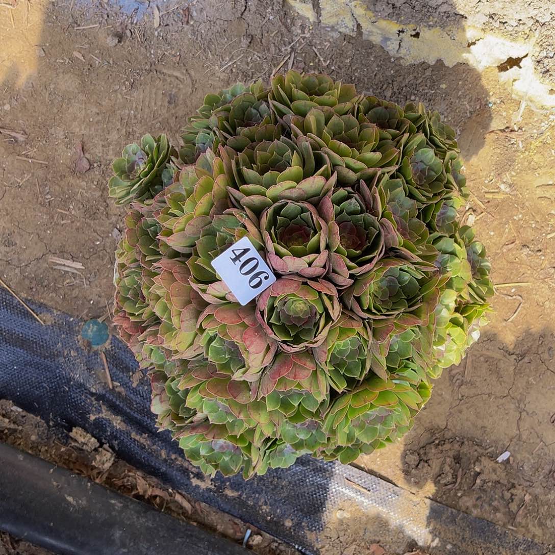 万圣节法师多肉1-8