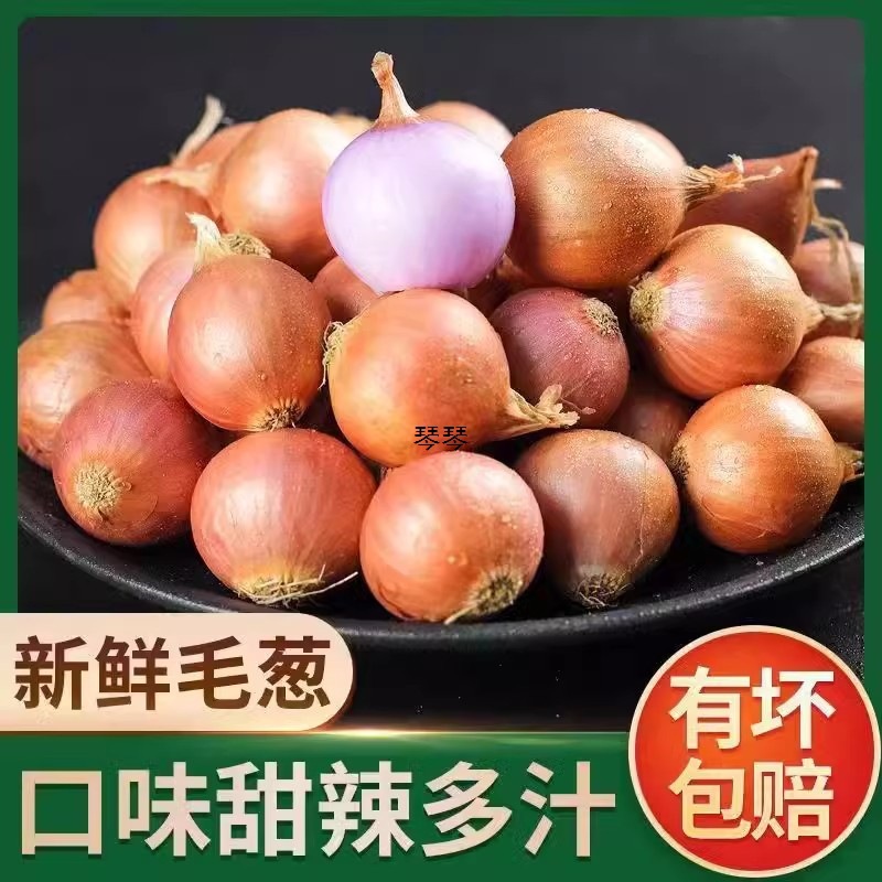 紫皮小毛葱红葱头整箱批发大葱头笨毛葱小洋葱毛葱栽子东北特产