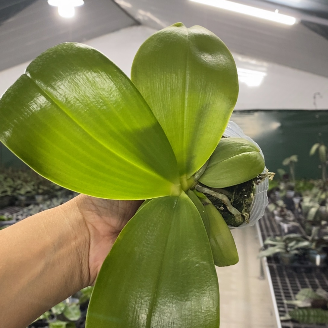 当前无花栽培后可以开花