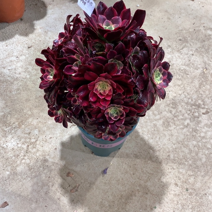 298金丝雀多肉植物