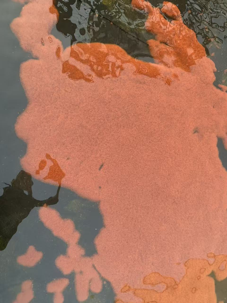 红线虫水蚯蚓活鱼食高蛋白观赏鱼发色饲料