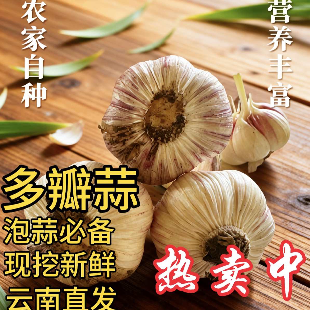 【现挖新鲜】正宗紫皮多瓣大蒜蒜头辛辣十足可做腊八蒜糖醋蒜