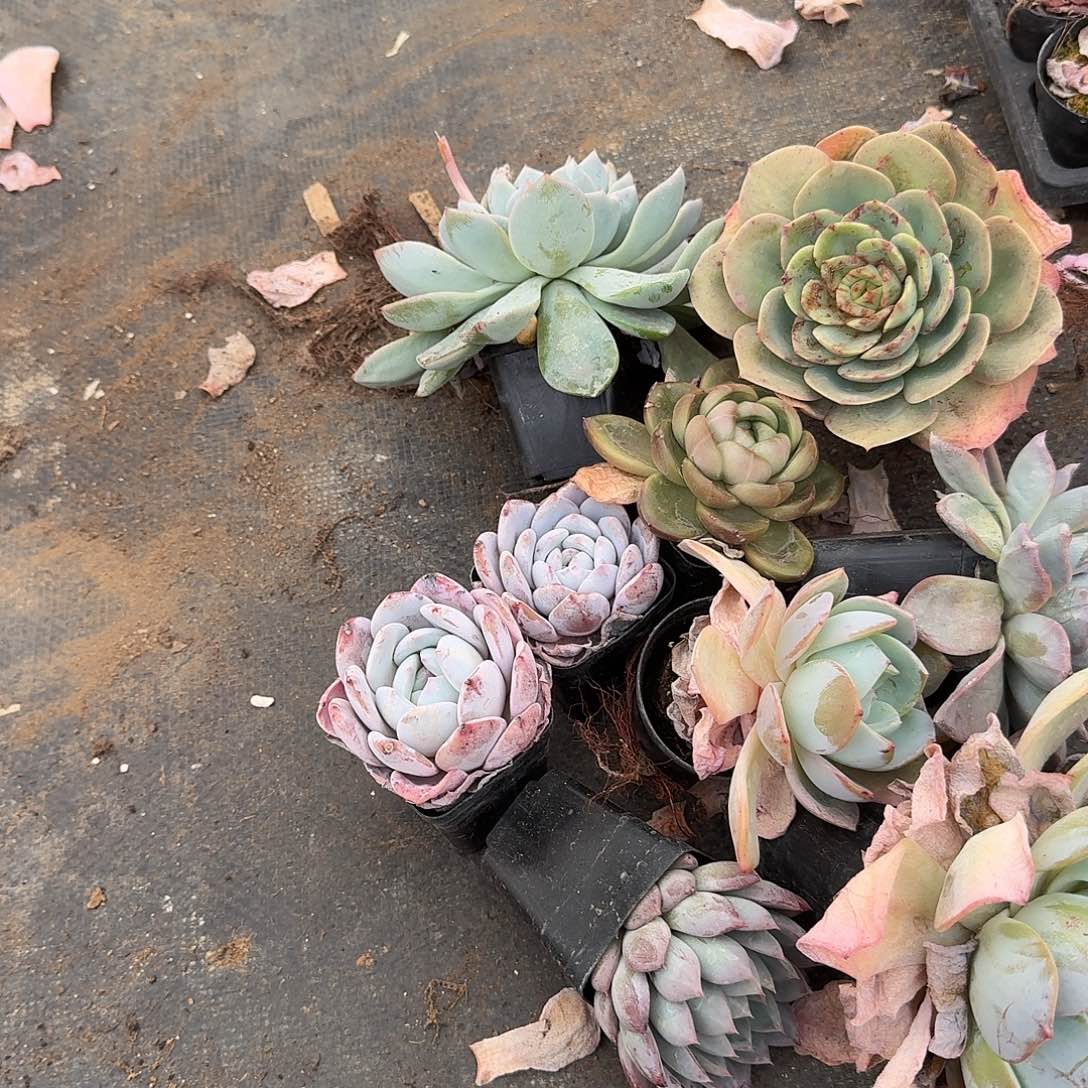 3-31左六绿菜混合十棵量拍