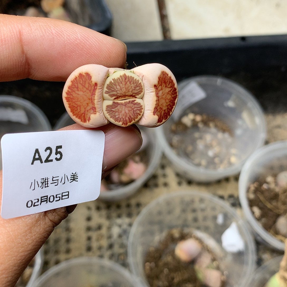 A25多肉植物保护研究所