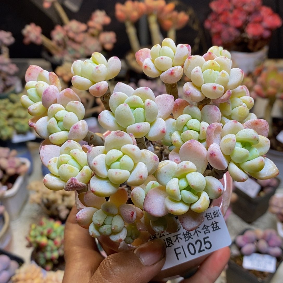 025樱花罗琦多肉有砍