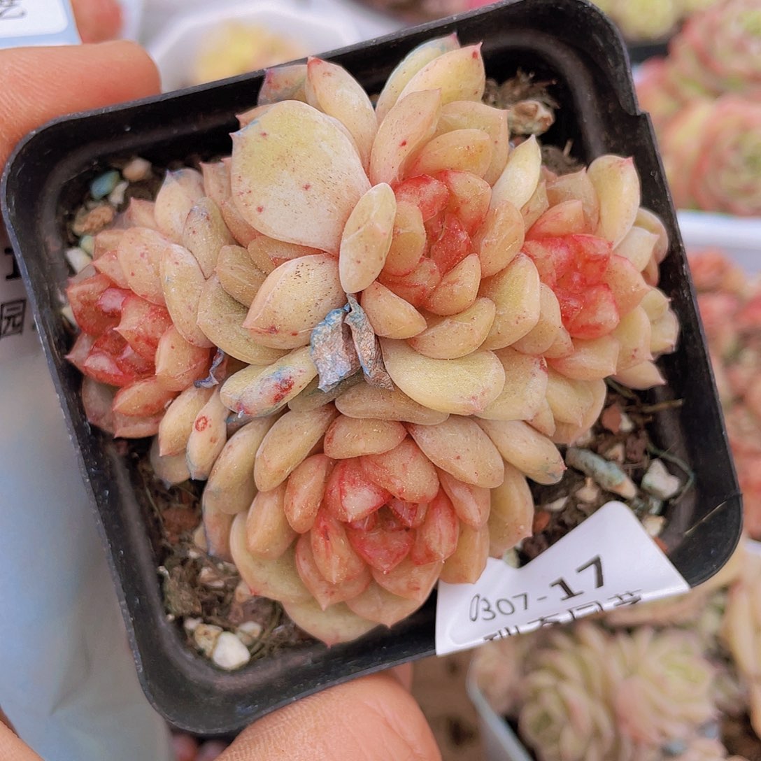 0000000000017一物一图