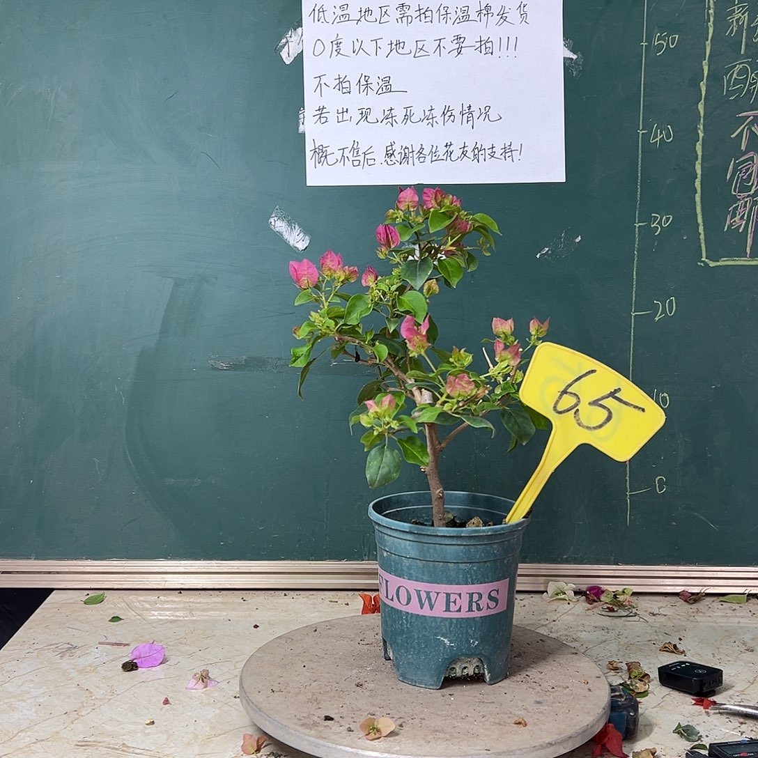 完全开放暗斑宫粉 65