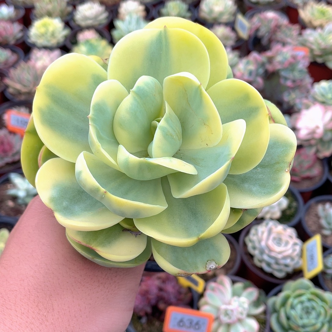 鸡蛋碧桃锦562号多肉