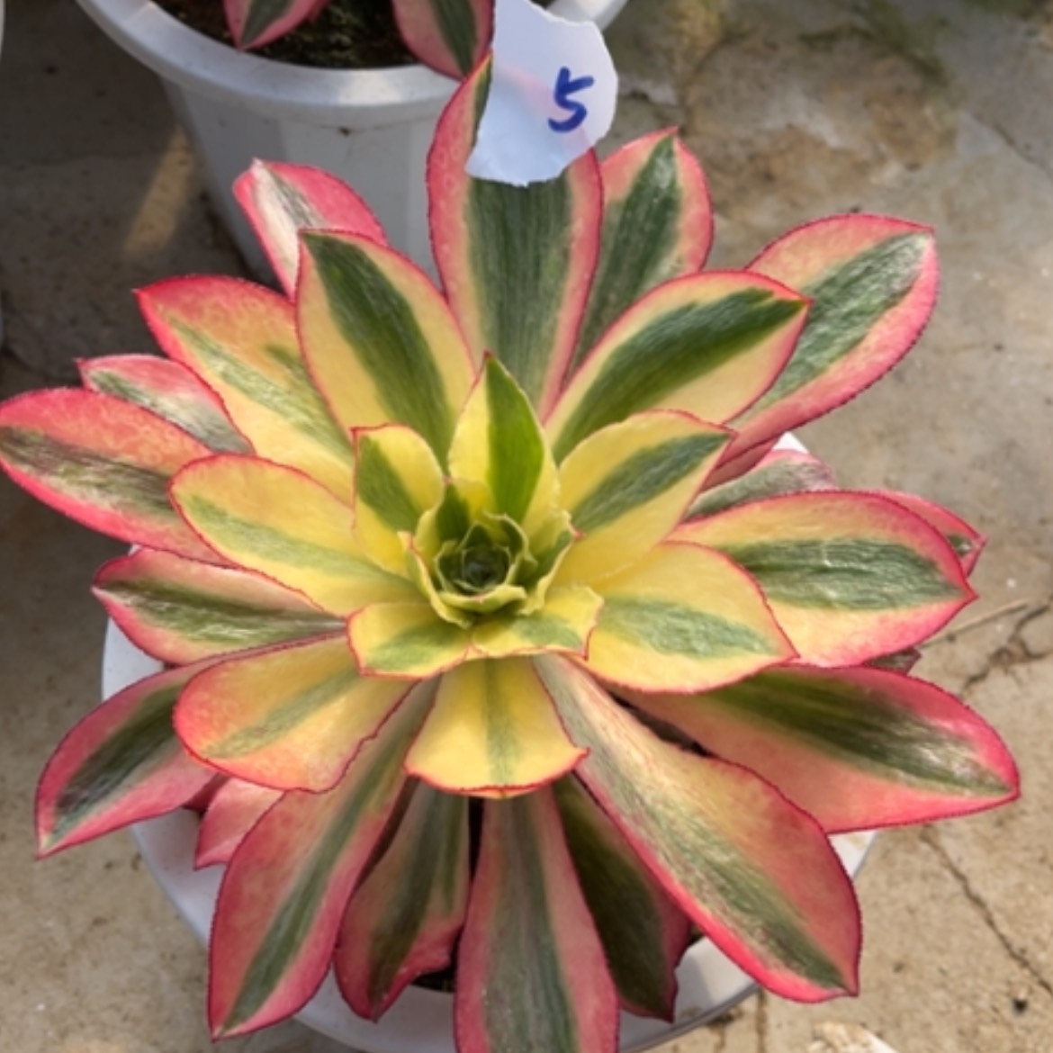 【闪购商品】5魅影多肉法师