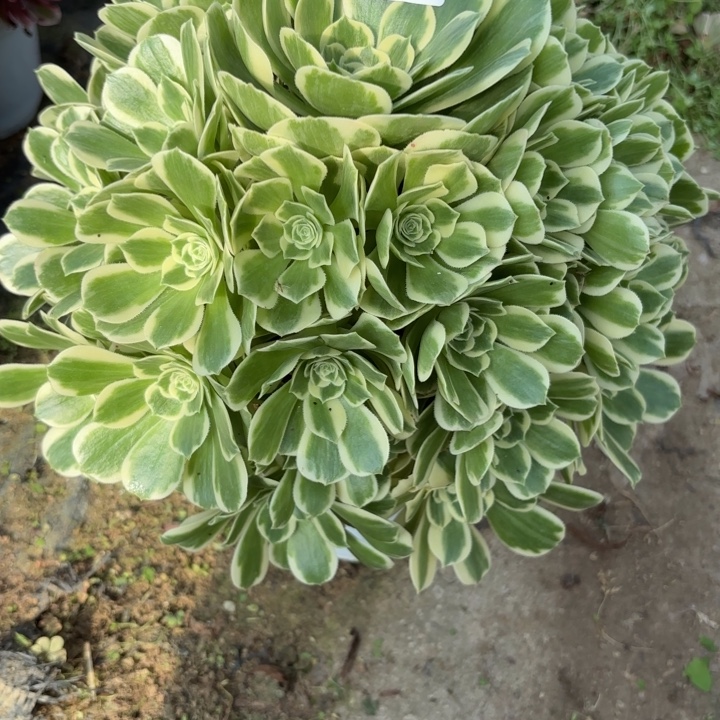 瑞妈多肉植物，581迈，，
