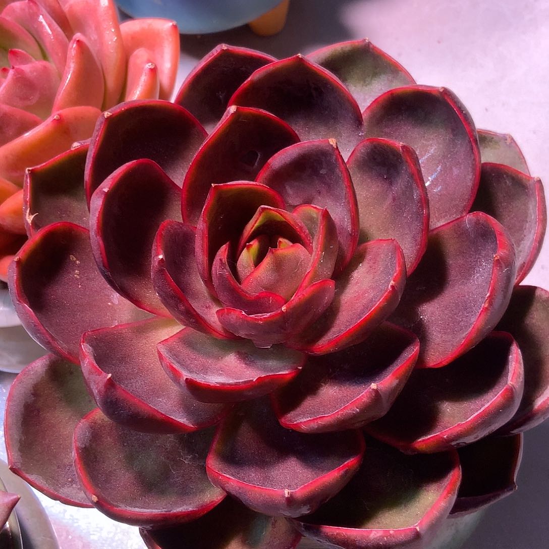 韩版红灯一颗一颗一颗