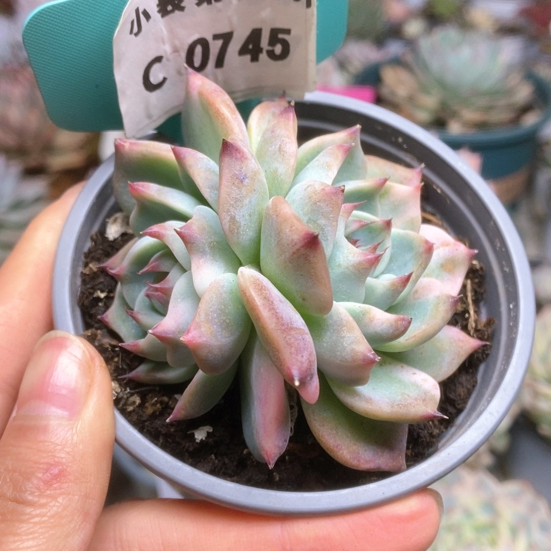 745锦锦锦锦锦锦锦锦