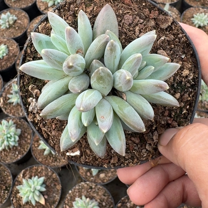 雪戴利 3头 一物一拍