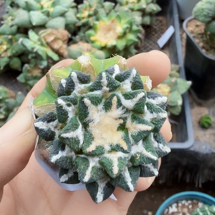 无花朵532馒头黑牡丹