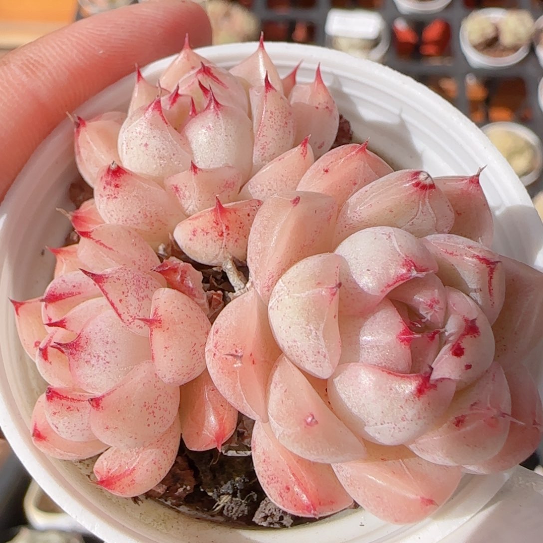 花语多肉1228-354散魔仙