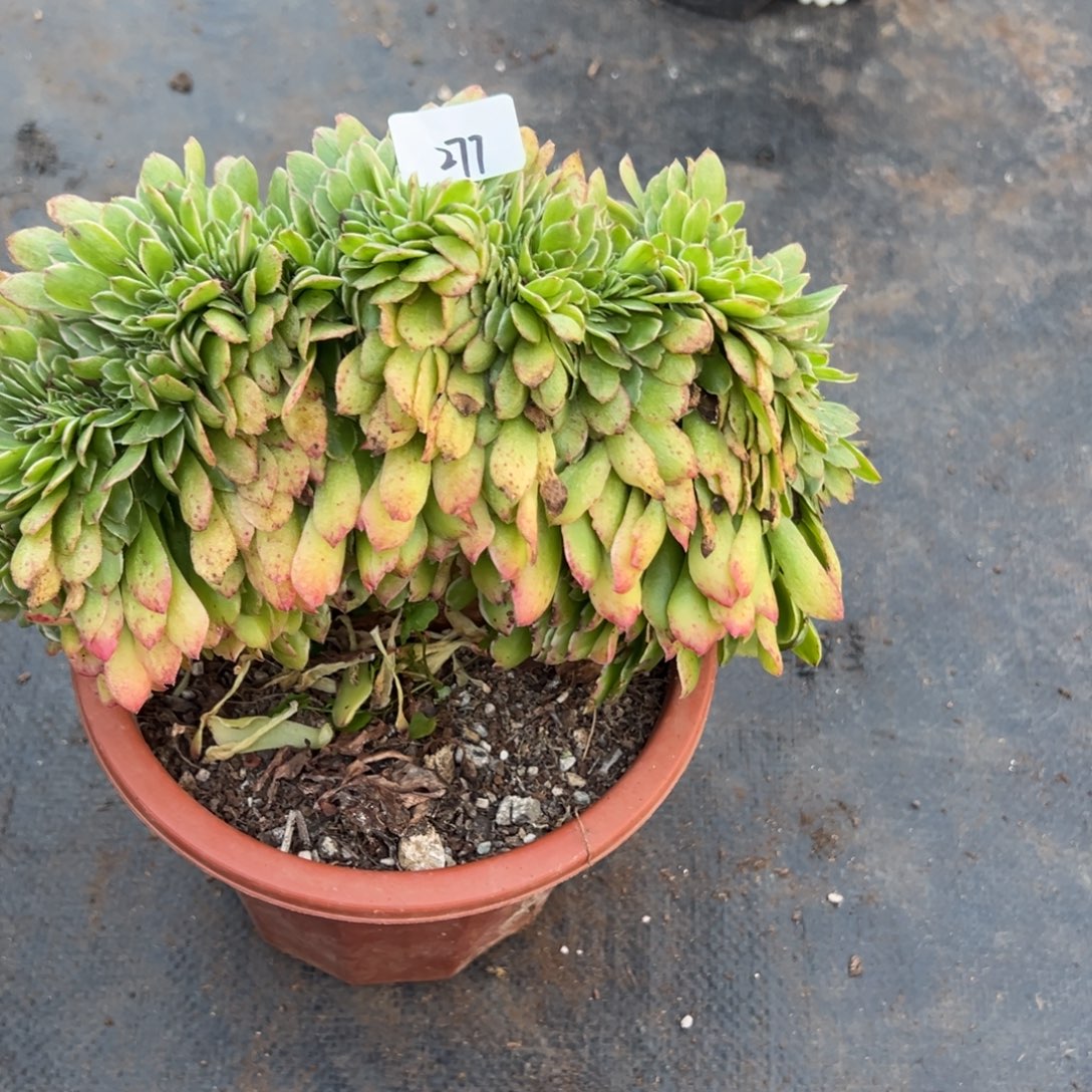 277伊丽莎白缀多肉多肉