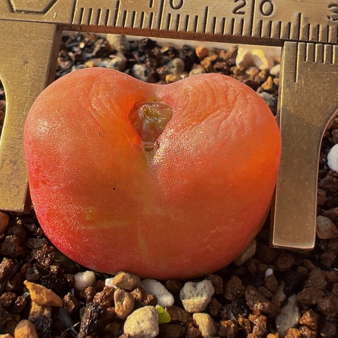 2.5进口水蜜桃多肉