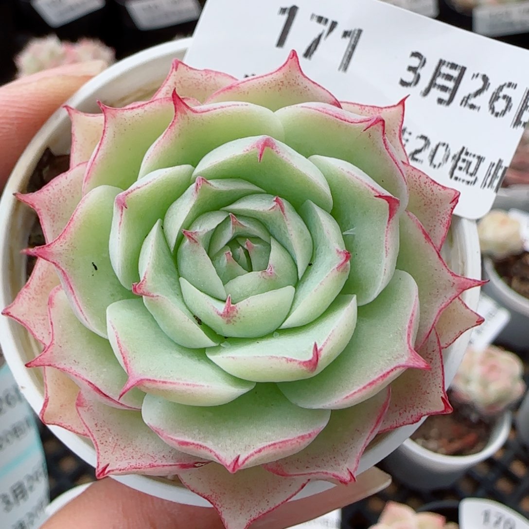 花语逸镜0326-171