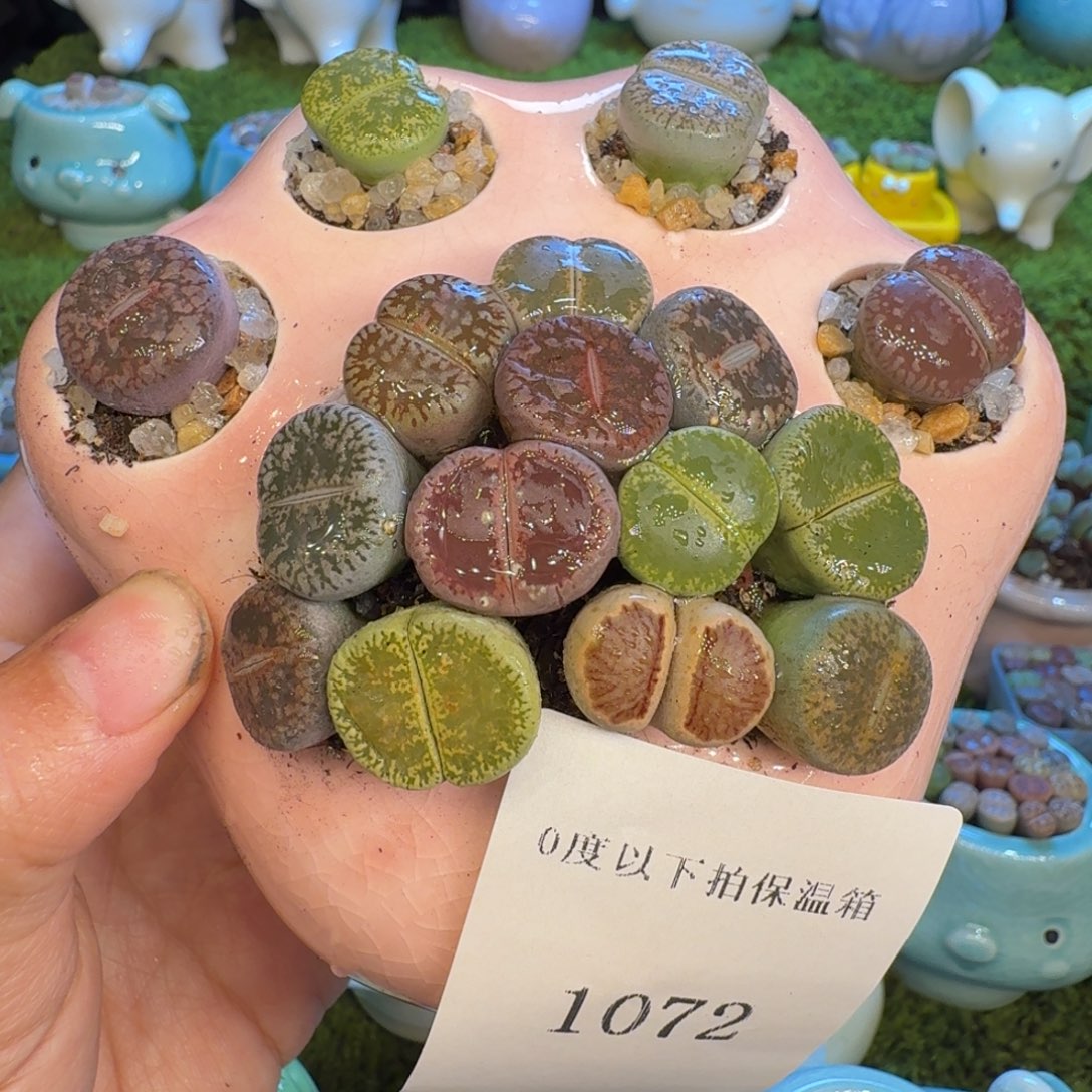 多肉福利冲冲冲1072